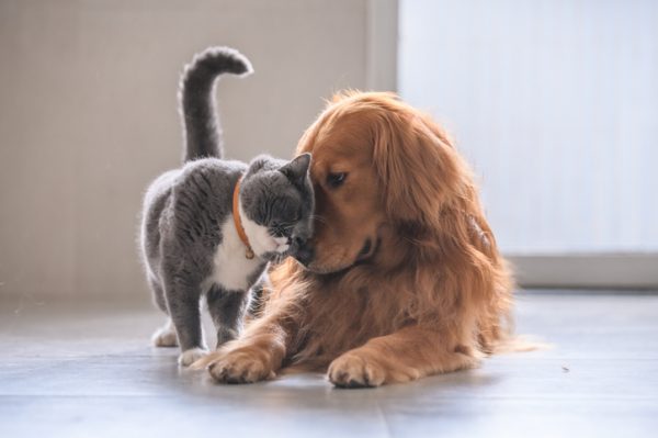 Pets Are Possessions According to Your Insurance Provider Pets Are Possessions According to Your Insurance Provider