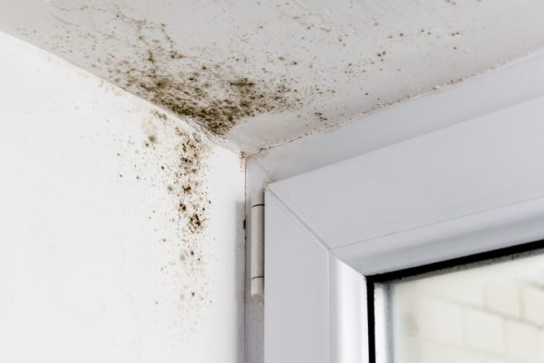 Can I Claim Mold Damage on My Home Insurance? Can I Claim Mold Damage on My Home Insurance?