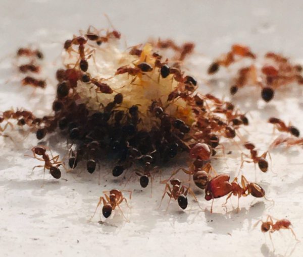 too hot for the ants