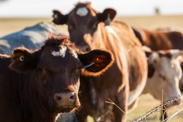 Ranchers calling for subsidized livestock price insurance